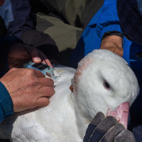 Having an Albatross around Your Boat
