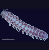 How Millipedes Avoid Interspecies Sexual Slips