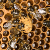 Baby Bees Deprive Caregivers of Sleep