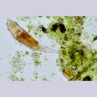 The Incredible, Reanimated 24,000-Year-Old Rotifer