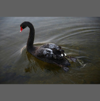 City Swans May Tolerate Humans Due to Gene Variant