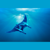 This Fish Knows How to Stick Around