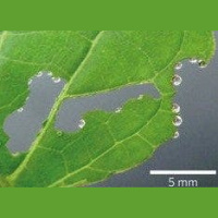 This Plant Bleeds Nectar to Attract Help