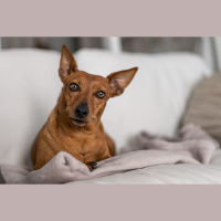 Dogs Actually Tear Up When Their Owners Come Home