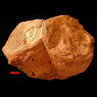 Science Briefs from around the World