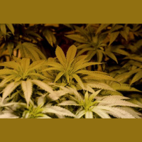 Medical Marijuana Faces Feds Catch-22