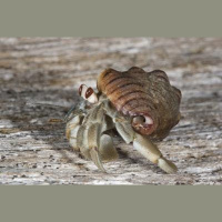 Intimate Hermit Crab Keeps Shell On