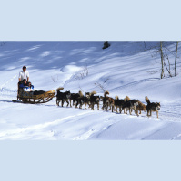 From Wolf to Woof Twice