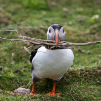 Atlantic Puffins Spotted Using Tools