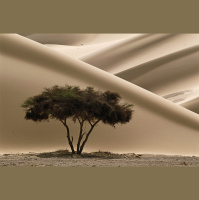 End of Green Sahara May Have Spurred a Megadrought in Southeast Asia