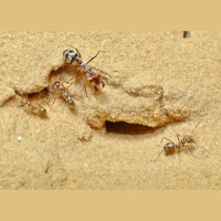 Galloping Ant Beats Saharan Heat