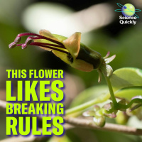 A new AI tool to decode DNA, a medical marvel and a rebel lipstick vine