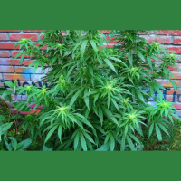 Budding Yeast Produce Cannabis Compounds