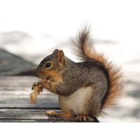 Squirrels Chunk Their Buried Treasure