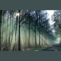 Diverse Tree Portfolio Weathers Droughts Better