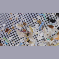 You Contain Multitudes of Microplastics