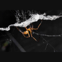 Male Black Widows Poach Rivals Approaches