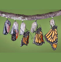 Planting Milkweed for Monarchs? Make Sure Its Native