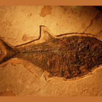Rotting Flesh Offers Insight on Fossilization