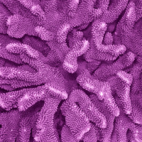 Printed Coral Could Provide Reef Relief