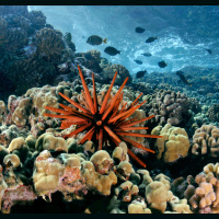 Some Good News about Corals and Climate Change