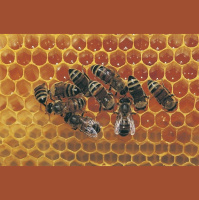 Pesticides Act as Honeybee Contraceptives