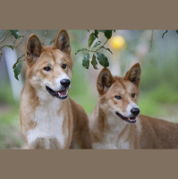 Dogs Bow to Wolves as Cooperators