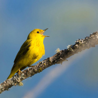 Red-Winged Blackbirds Understand Yellow Warbler Alarms
