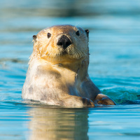 Sea Otters Powerful Paw Prey Perception