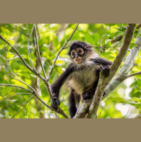 Spider Monkeys Optimize Jungle Acoustics