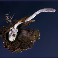 How Zombifying Fungi Became Master Manipulators