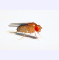 Scientists Fool Flies with Virtual Tastes