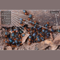 Daylight Brings Toxic Beetles Together for Safety