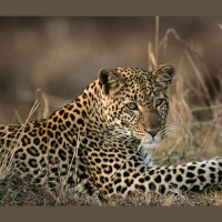 Big Cats and People Live in Close Quarters in India