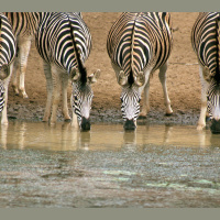 Protect the Right Places for Biodiversity