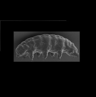 Water Bears Super Survival Skills Give Up Secrets