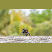 For Some Parents, Hiding a Dead Body Shows How Much You Care