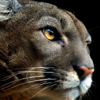 How AI Facial Recognition Is Helping Conserve Pumas