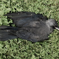 Some Crows Hit On Dead Companions