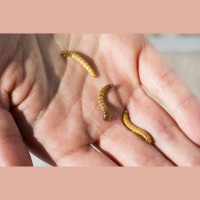 Edible Insect Breeding Led to Larger but Not Necessarily Better Larvae