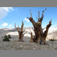 Warming Puts Squeeze on Ancient Trees