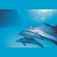 Something Clicks for Dolphin Identification