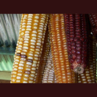 Corn Variety Grabs Fertilizer from the Air