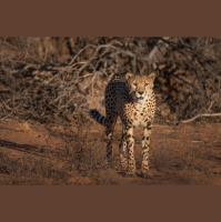 How to Avoid Becoming a Meal for a Cheetah