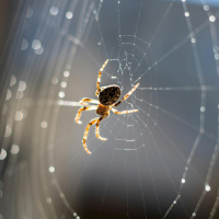 These Spiders Use Their Webs like Huge, Silky Ears