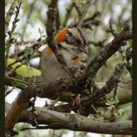 Grazing Cattle Trim the Menu for Birds