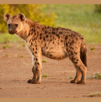 Hyena Society Stability Has Last Laugh