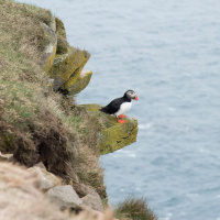 Earlier Springs May Mean Mistimed Bird Migrations