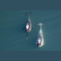 Whats a Narwhals Tusk For?