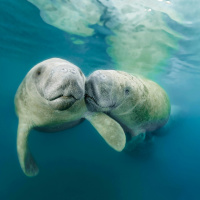 New Research Decodes the Sea Cows Hidden Language